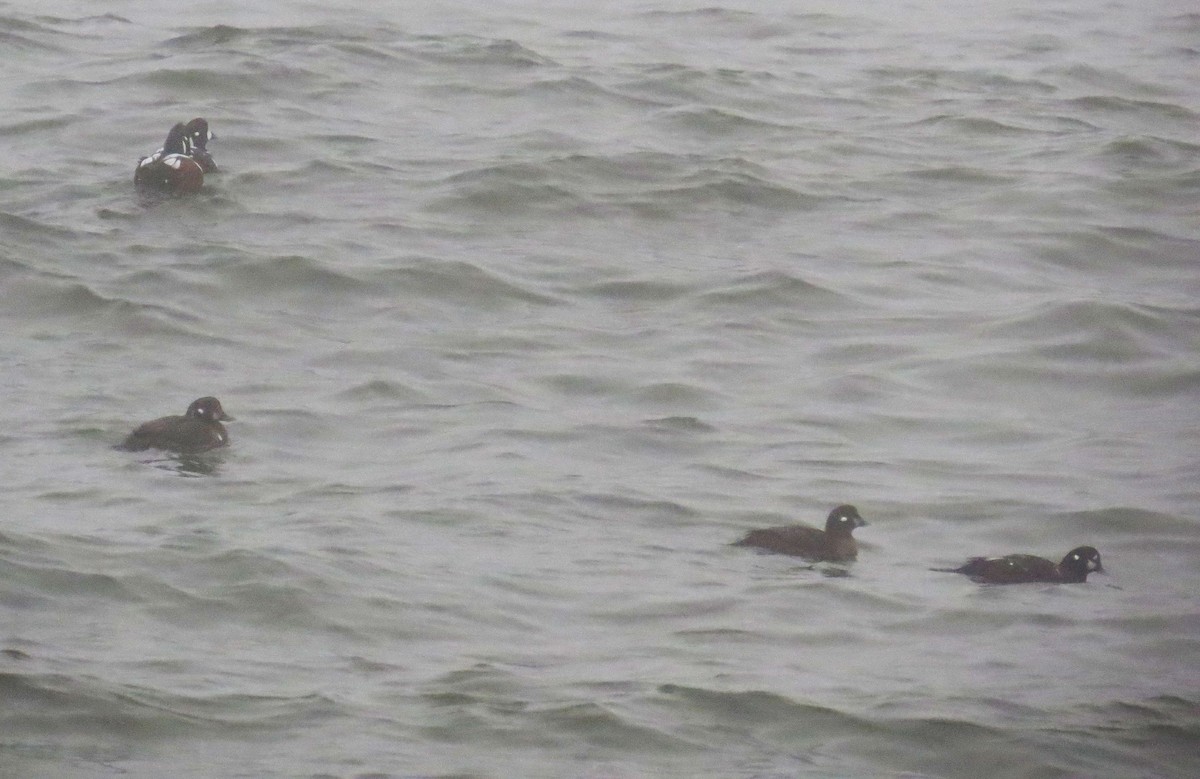 Palyaço Ördeği - ML647788397