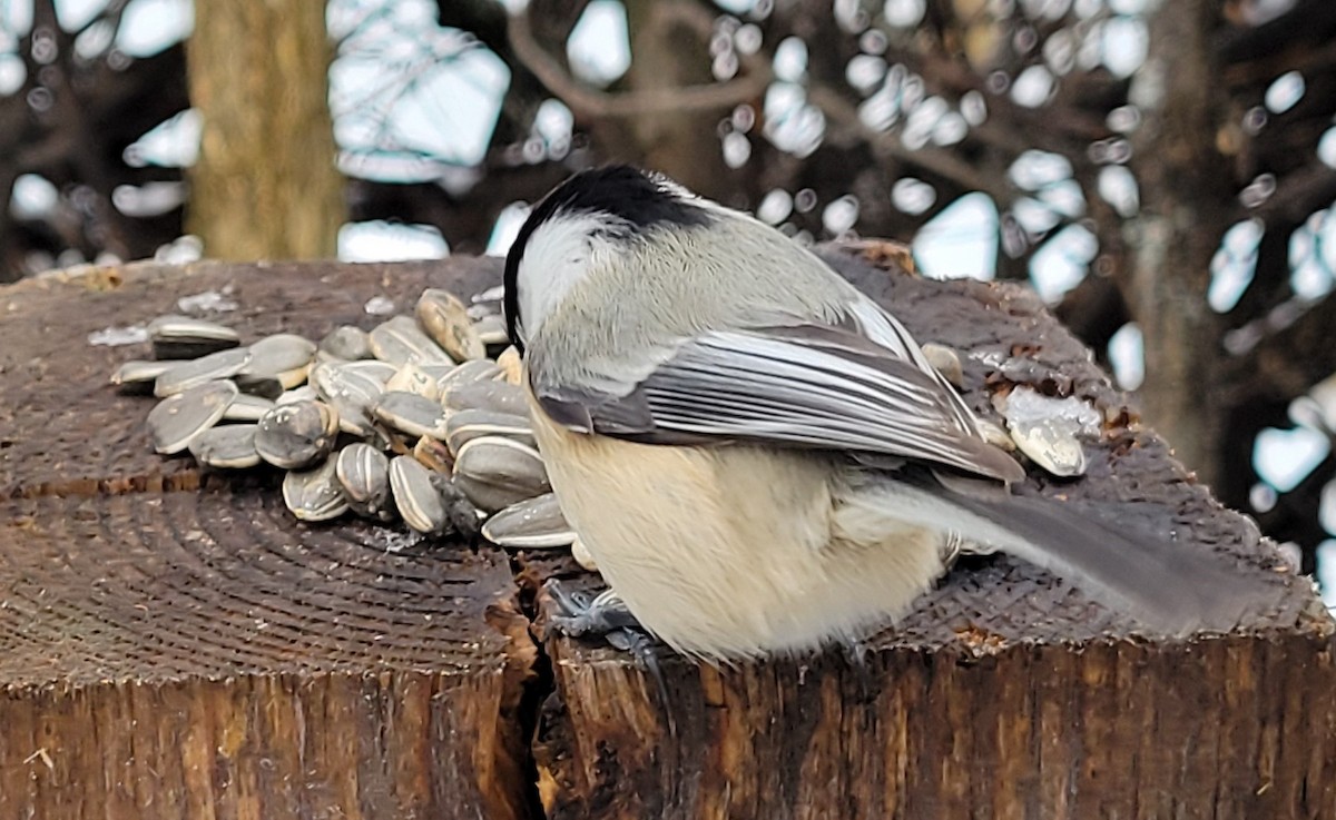 Гаїчка світлокрила - ML647788400