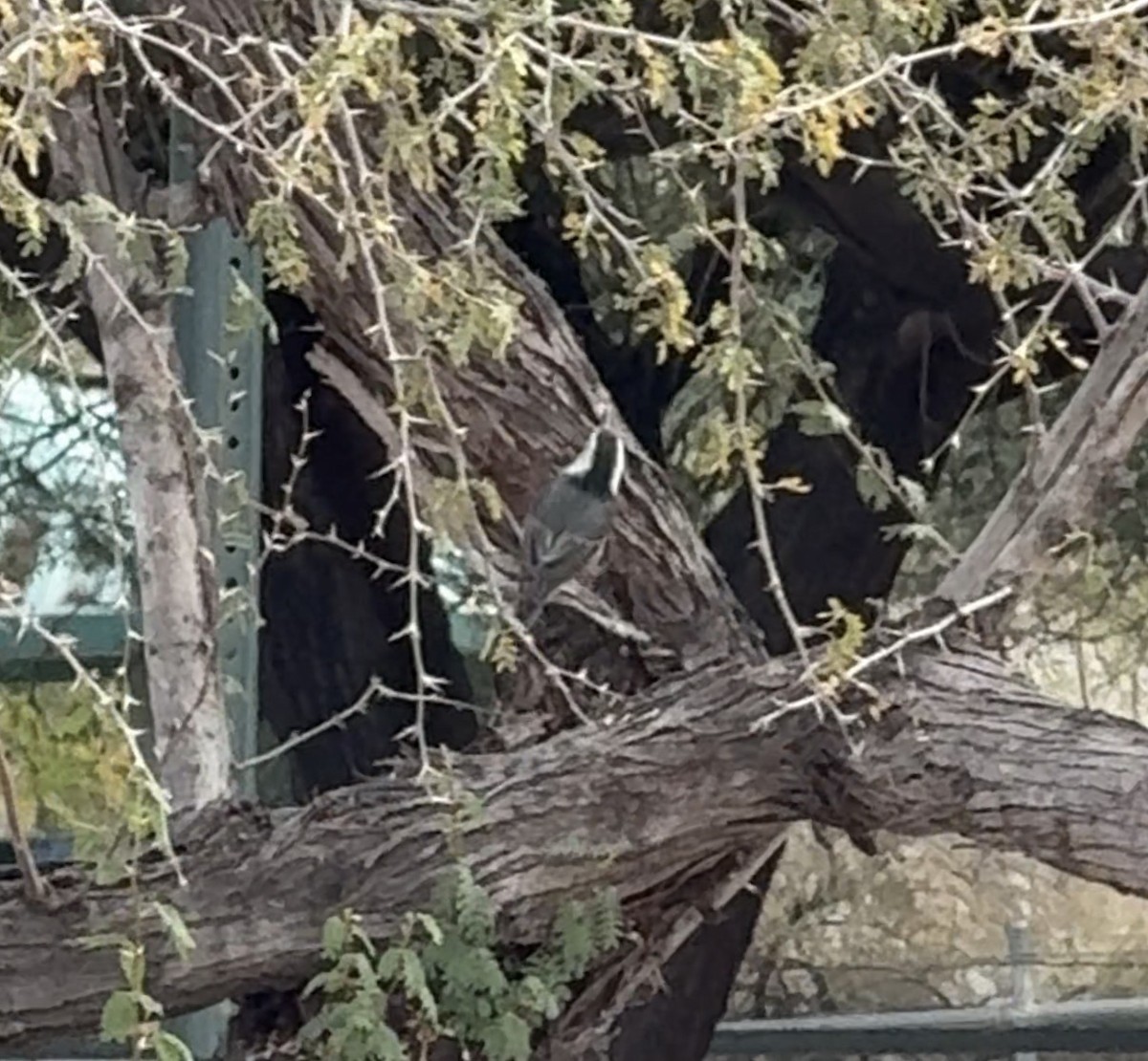 White-breasted Nuthatch - ML647788415