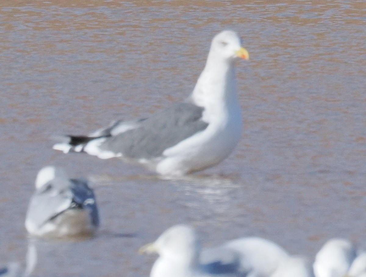 Lesser Black-backed Gull - ML647788423