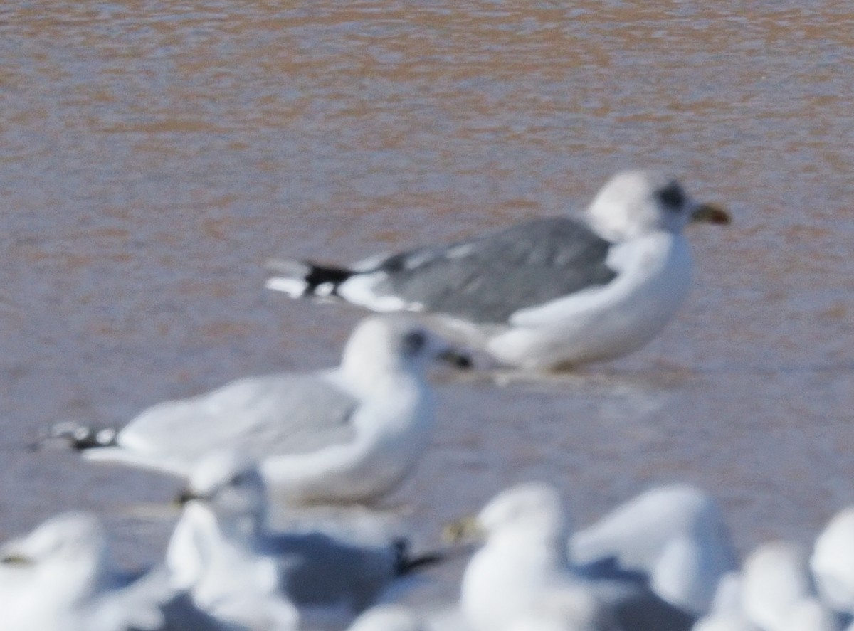 Lesser Black-backed Gull - ML647788424