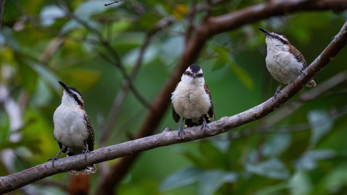 Rufous-backed Wren - ML647788441