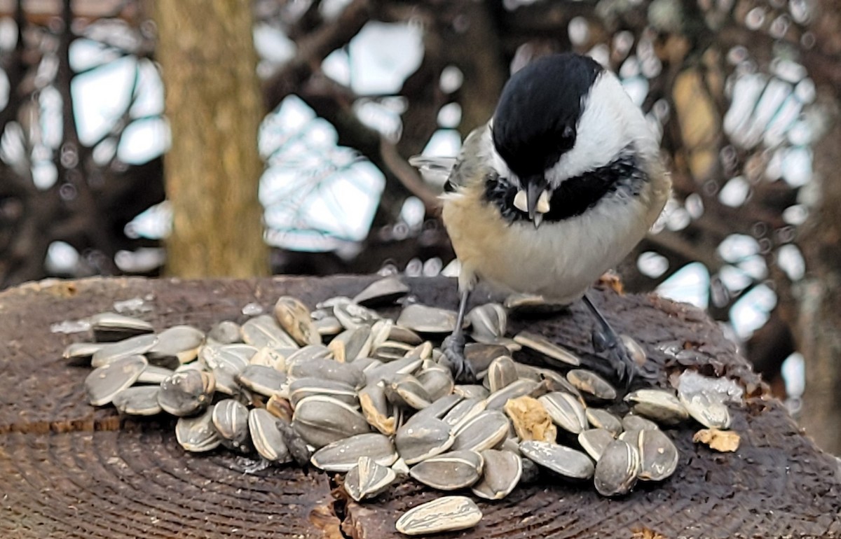 Гаїчка світлокрила - ML647788454