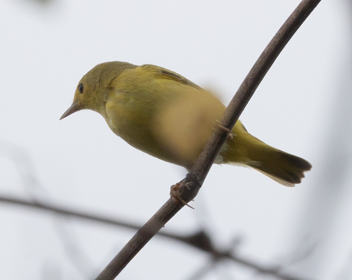 Northern Yellow Warbler - ML647788458