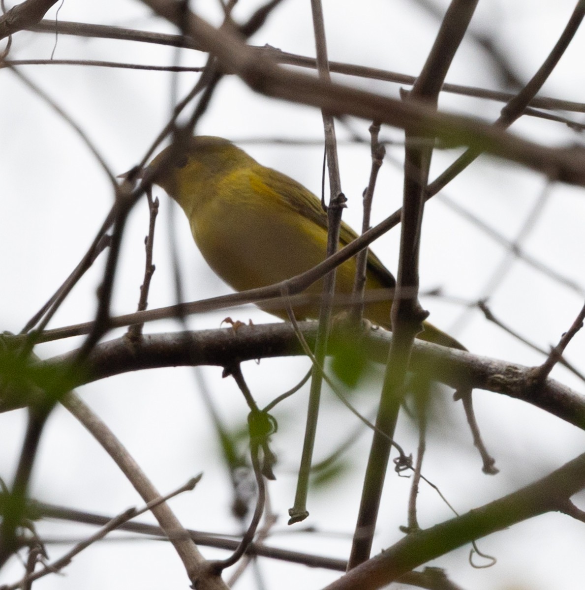 Northern Yellow Warbler - ML647788459