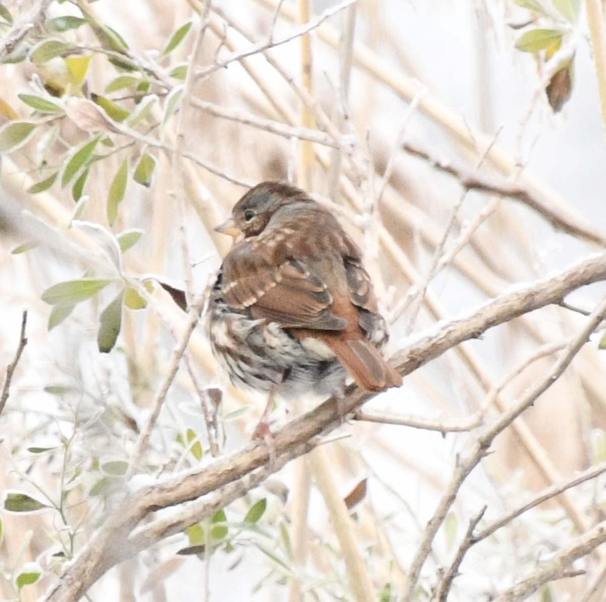 strnadec kaštanový - ML647788467