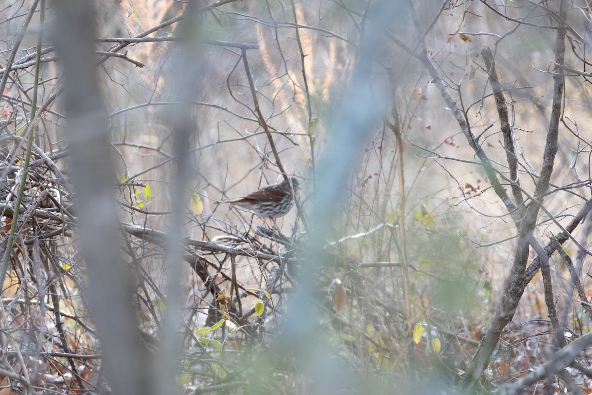 strnadec kaštanový - ML647788474