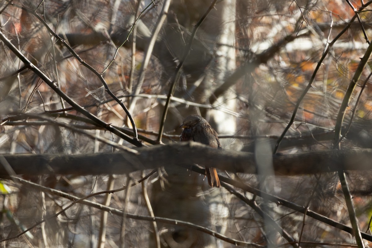 strnadec kaštanový - ML647788475