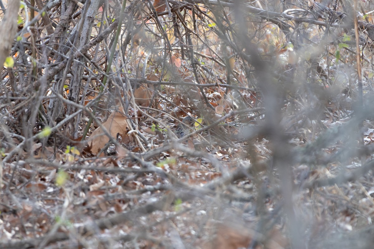 strnadec kaštanový - ML647788476