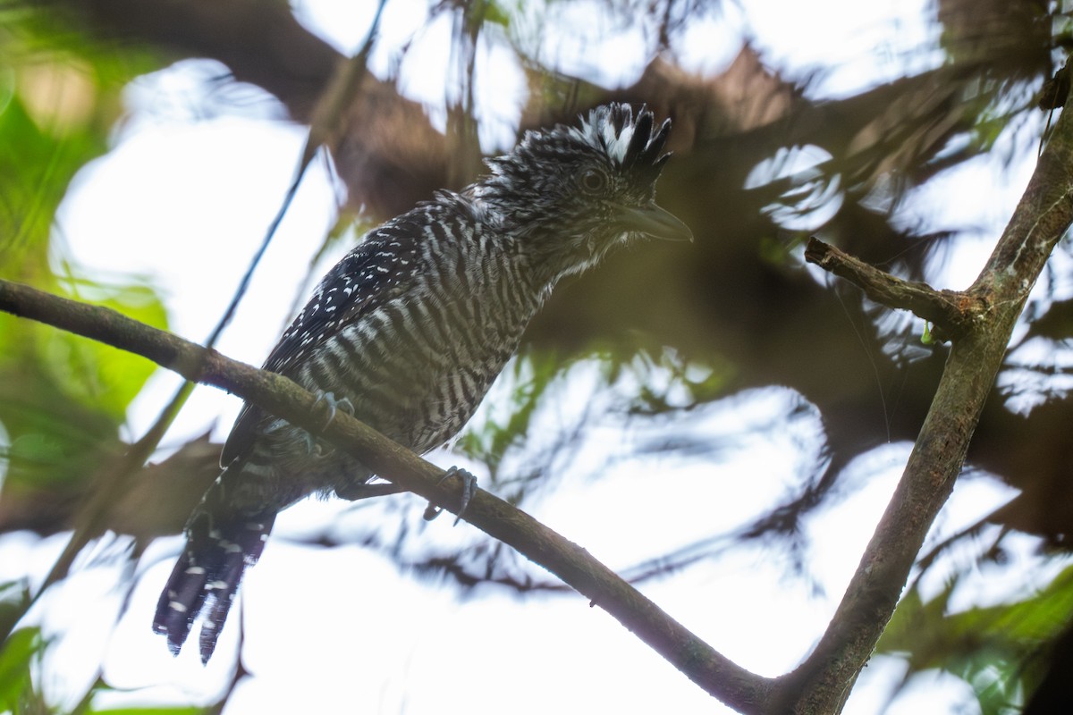 Barred Antshrike - ML647788489