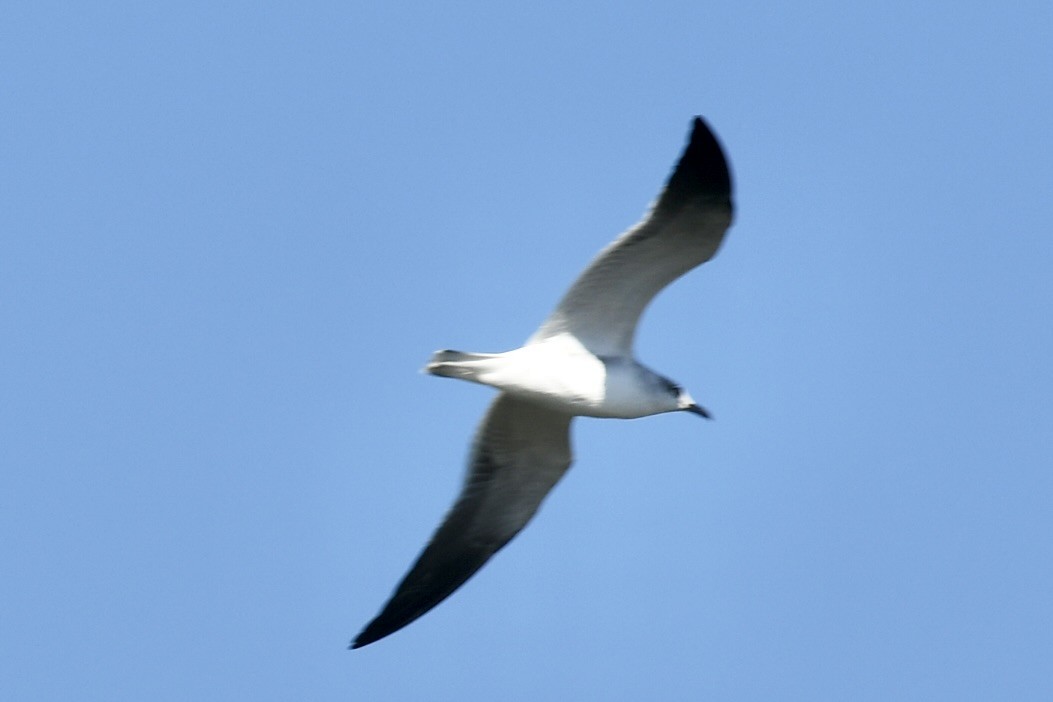 Ацтекская чайка - ML647788493