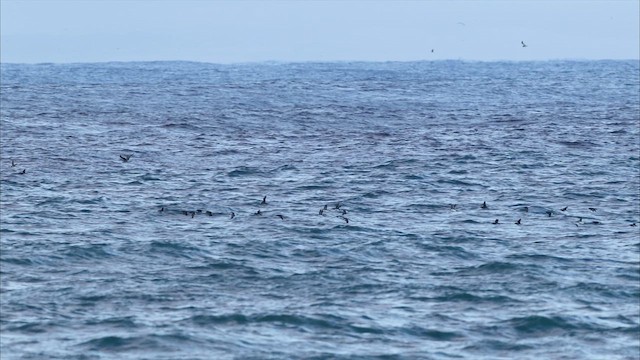 Дзьоборіг - ML647788532