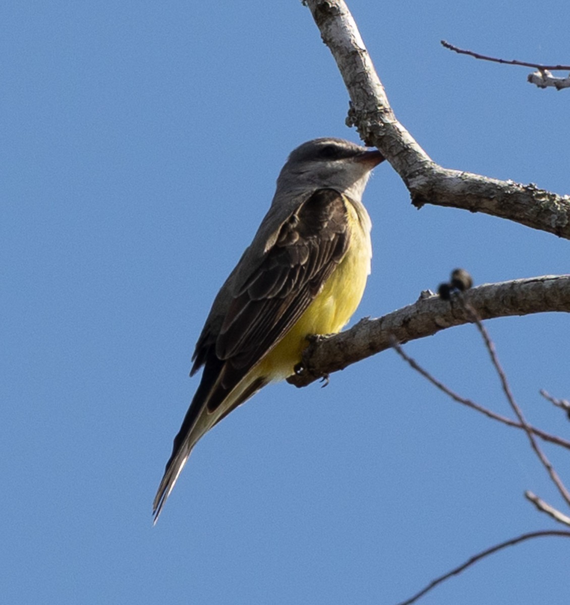 Western Kingbird - ML647788534