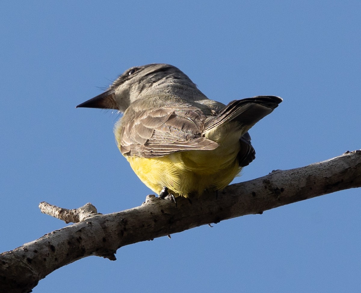 Western Kingbird - ML647788535