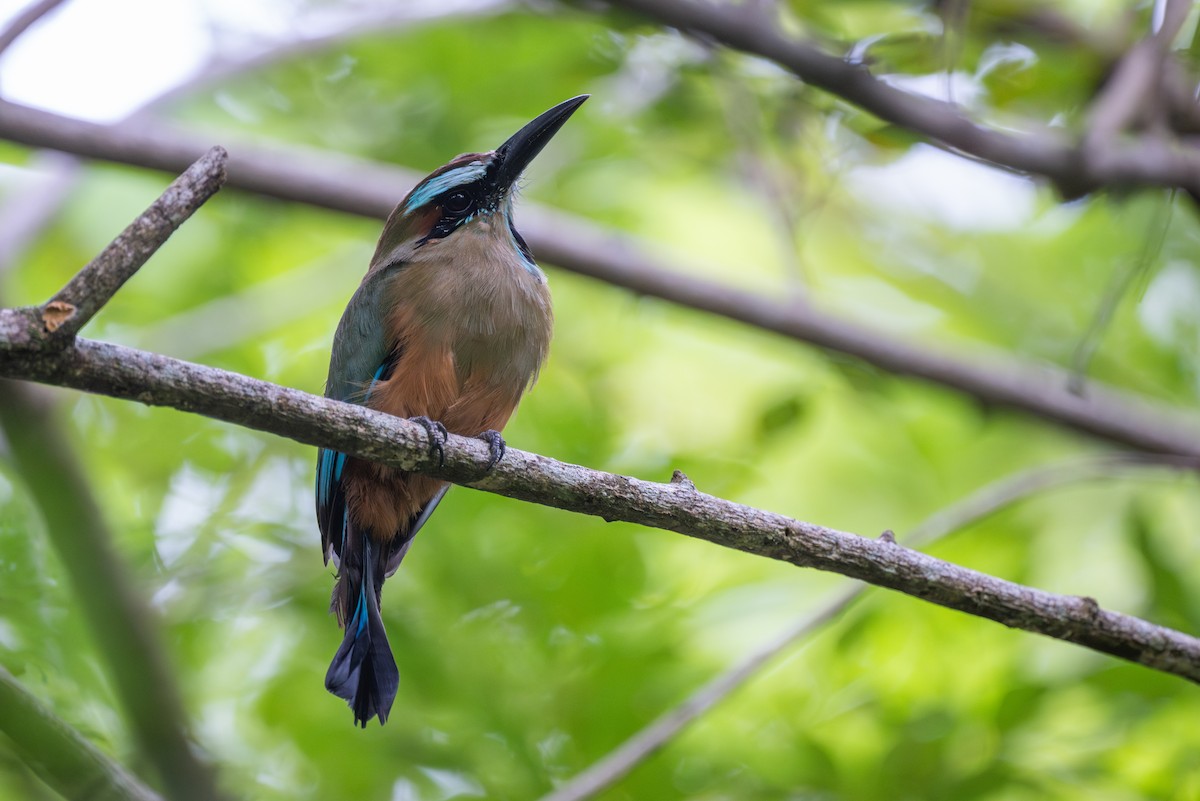 Момот рудочеревий - ML647788536