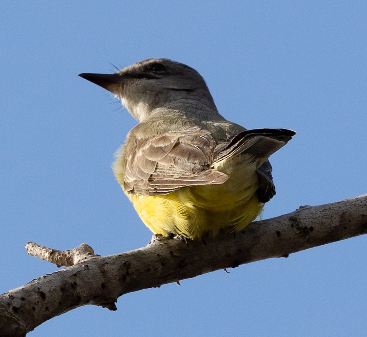 Western Kingbird - ML647788537