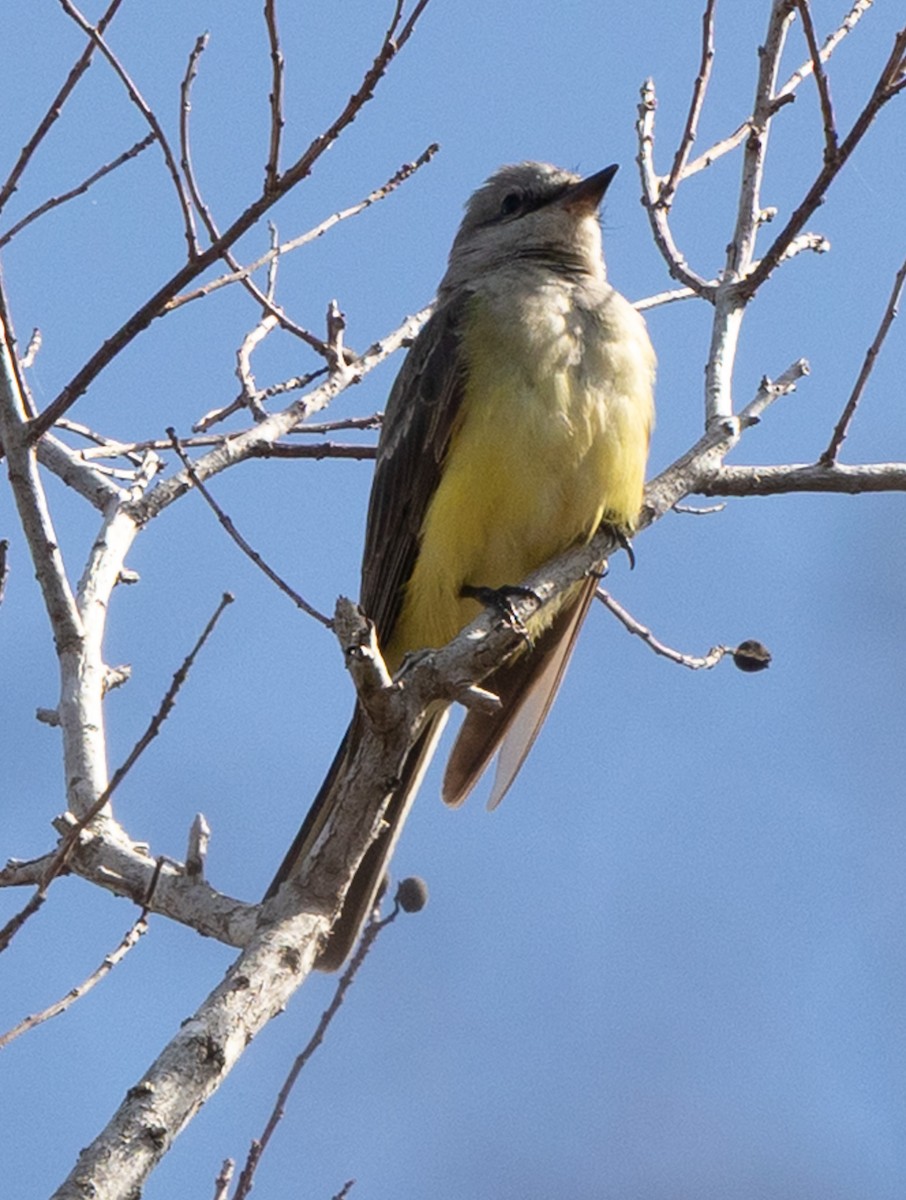 Western Kingbird - ML647788538