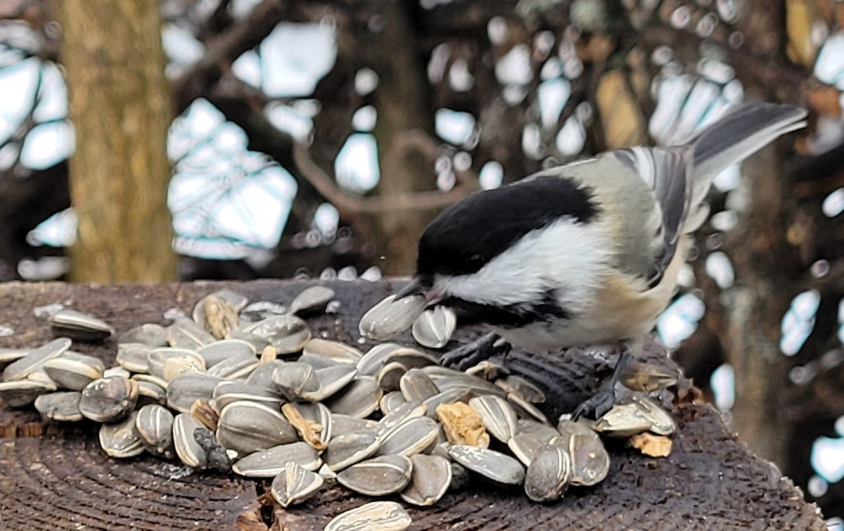 Гаїчка світлокрила - ML647788540