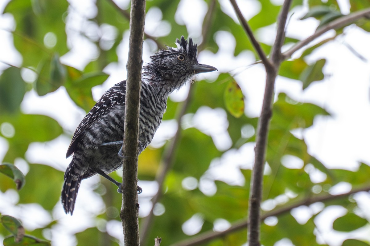 Barred Antshrike - ML647788547