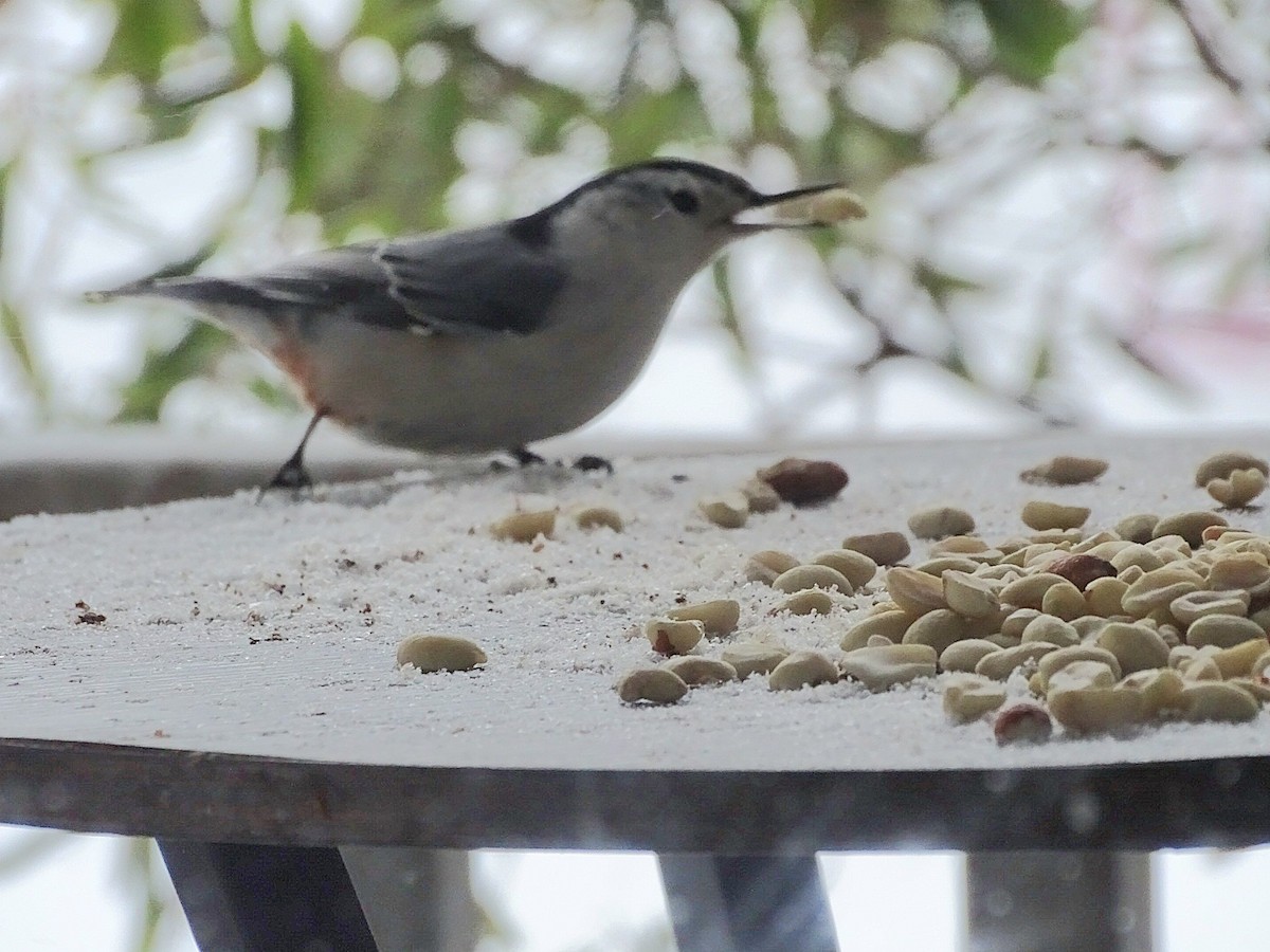 White-breasted Nuthatch - ML647788550