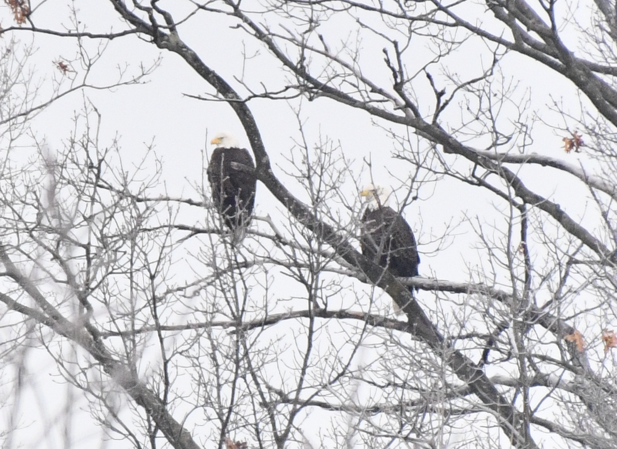 Bald Eagle - ML647788551