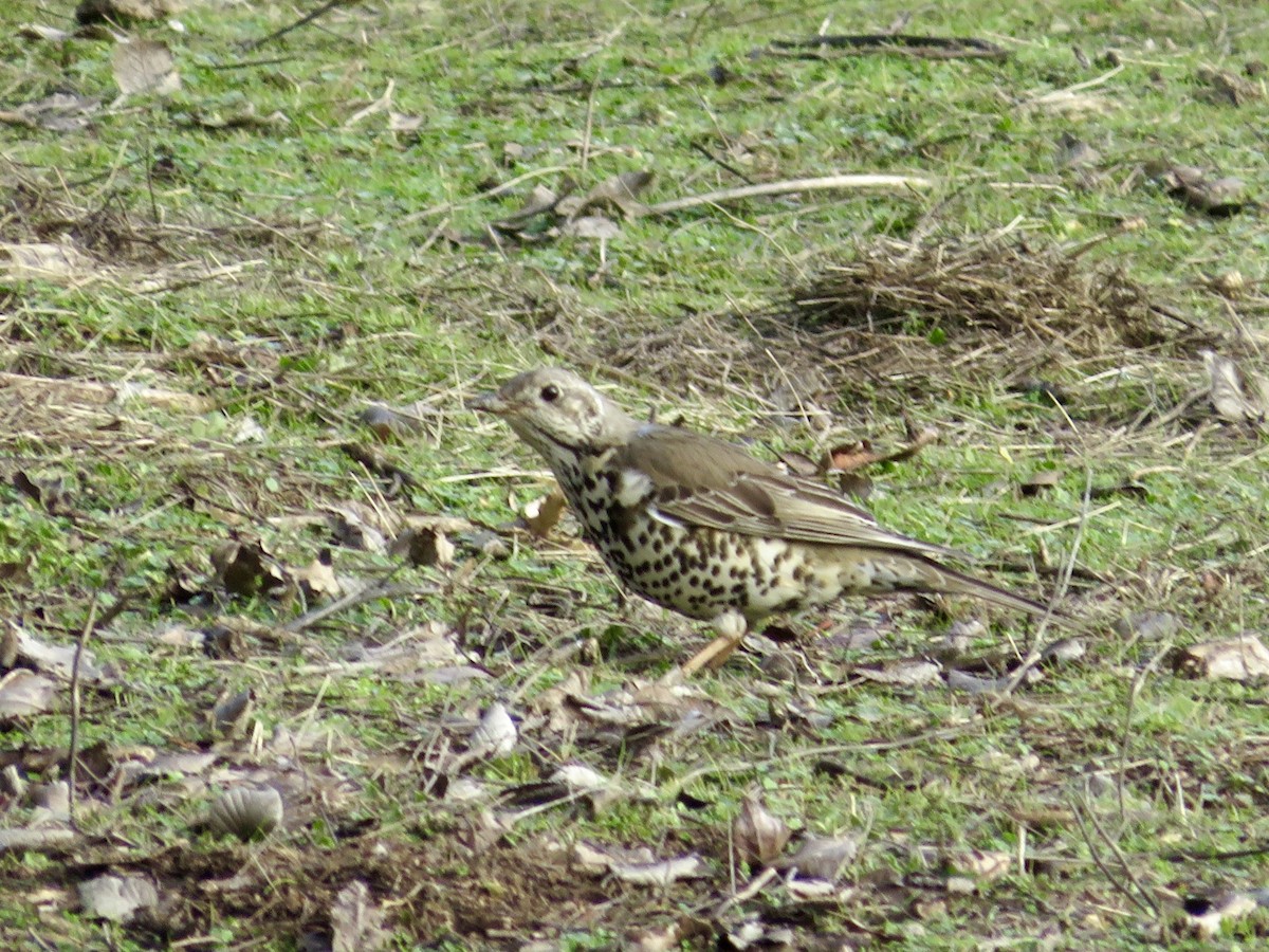 Grive draine - ML647788553