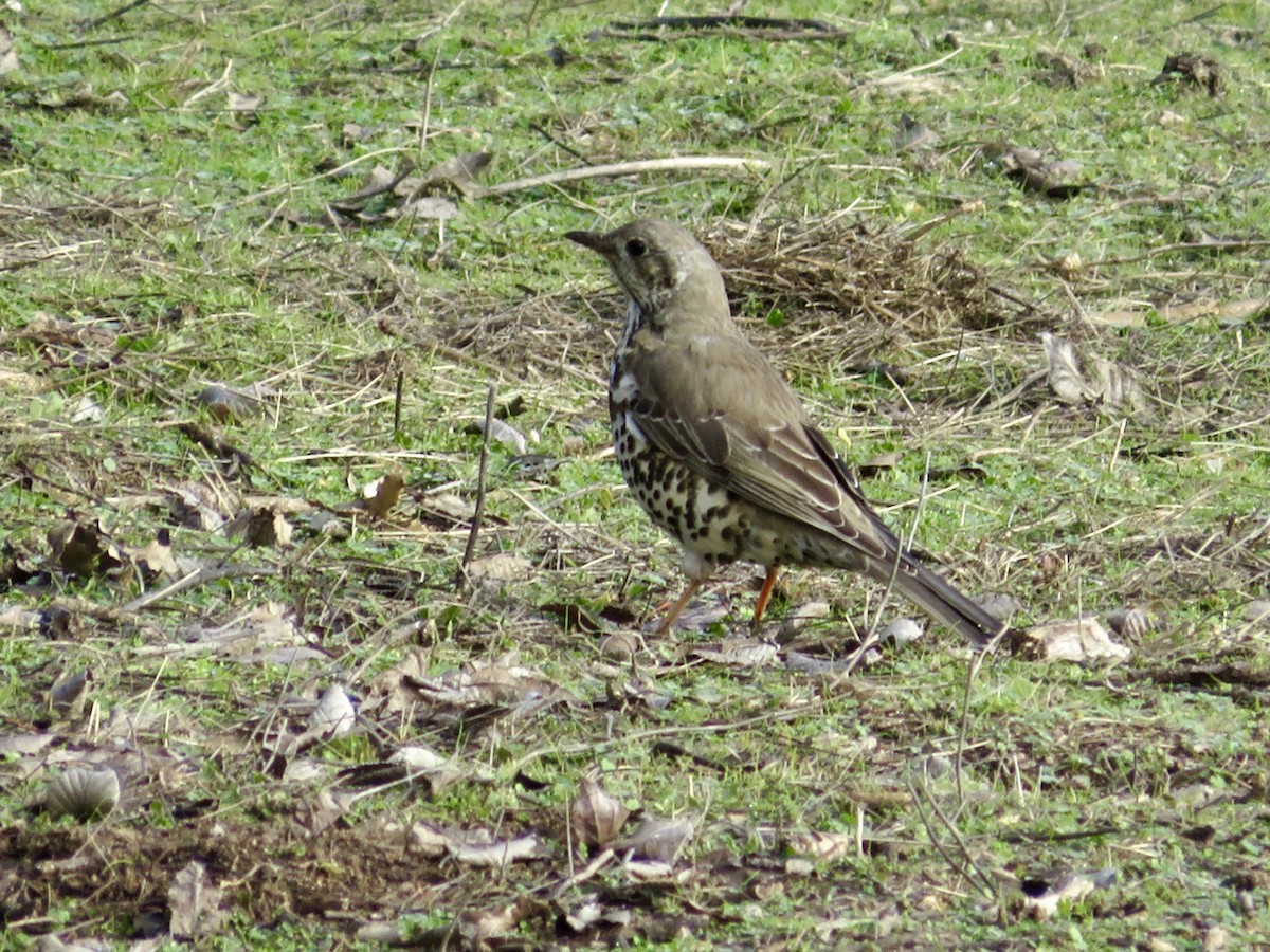 Grive draine - ML647788554