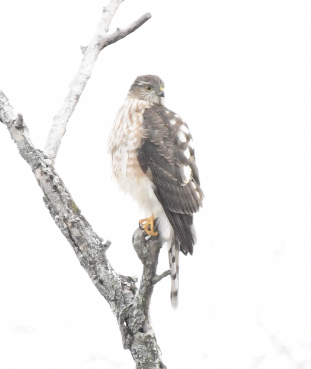 Sharp-shinned Hawk - ML647788556