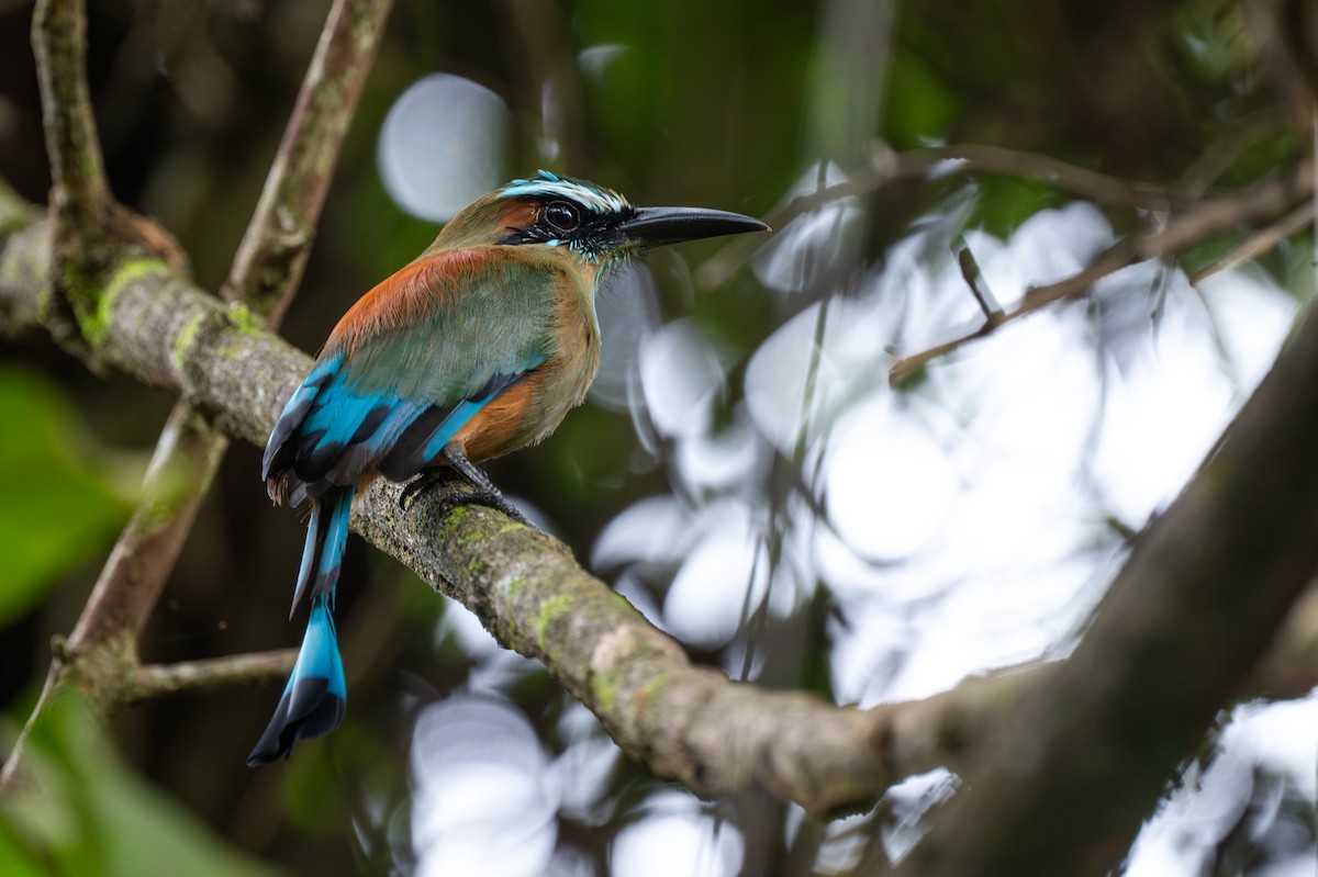 Момот рудочеревий - ML647788558