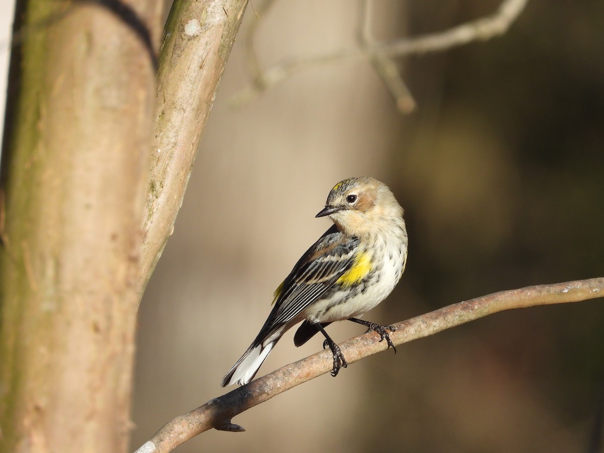 Taçlı Ötleğen - ML647788579