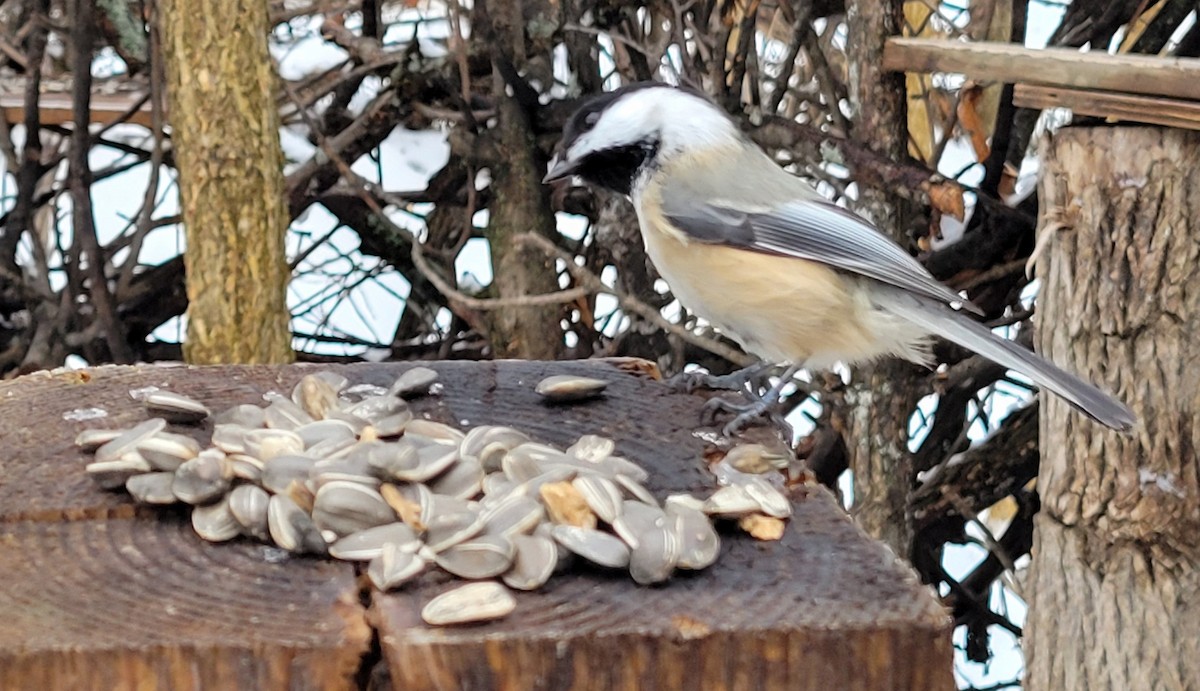 Гаїчка світлокрила - ML647788614