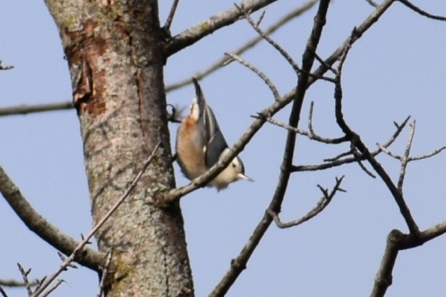 White-breasted Nuthatch - ML647788617