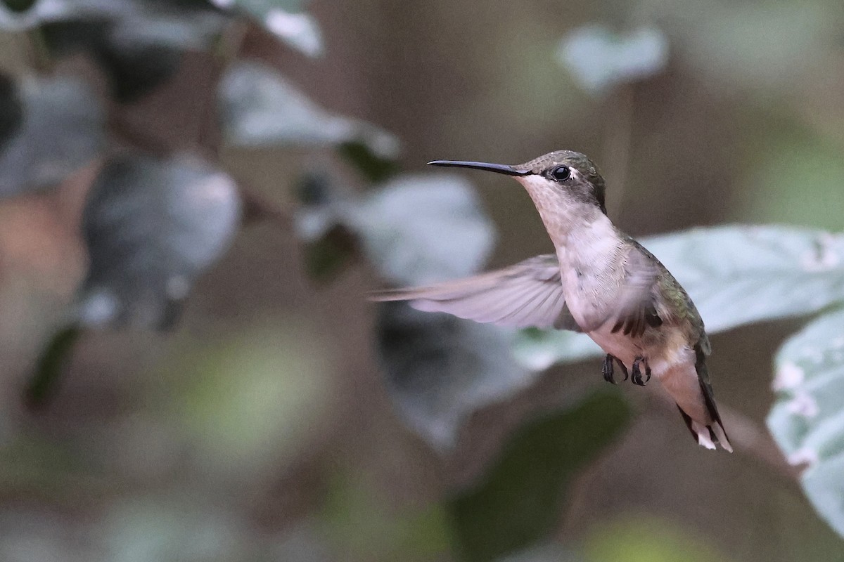 Ruby-throated Hummingbird - ML647788623