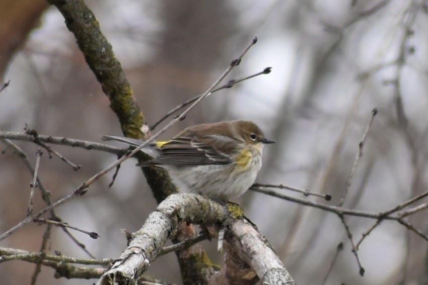 Taçlı Ötleğen - ML647788641