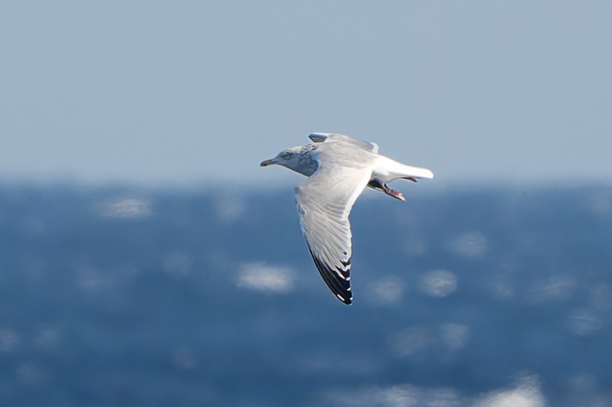 American Herring Gull - ML647788680