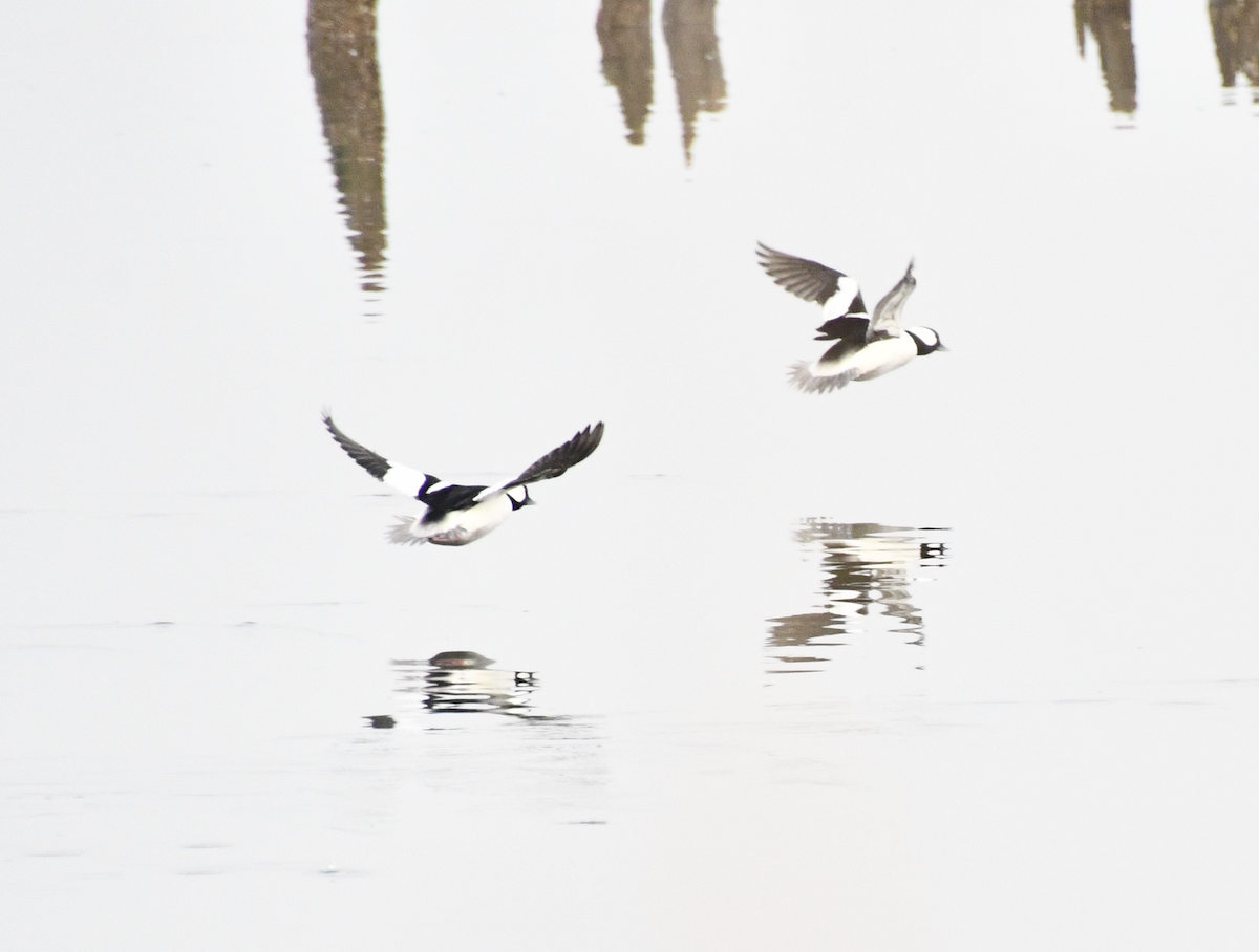 Bufflehead - ML647788684