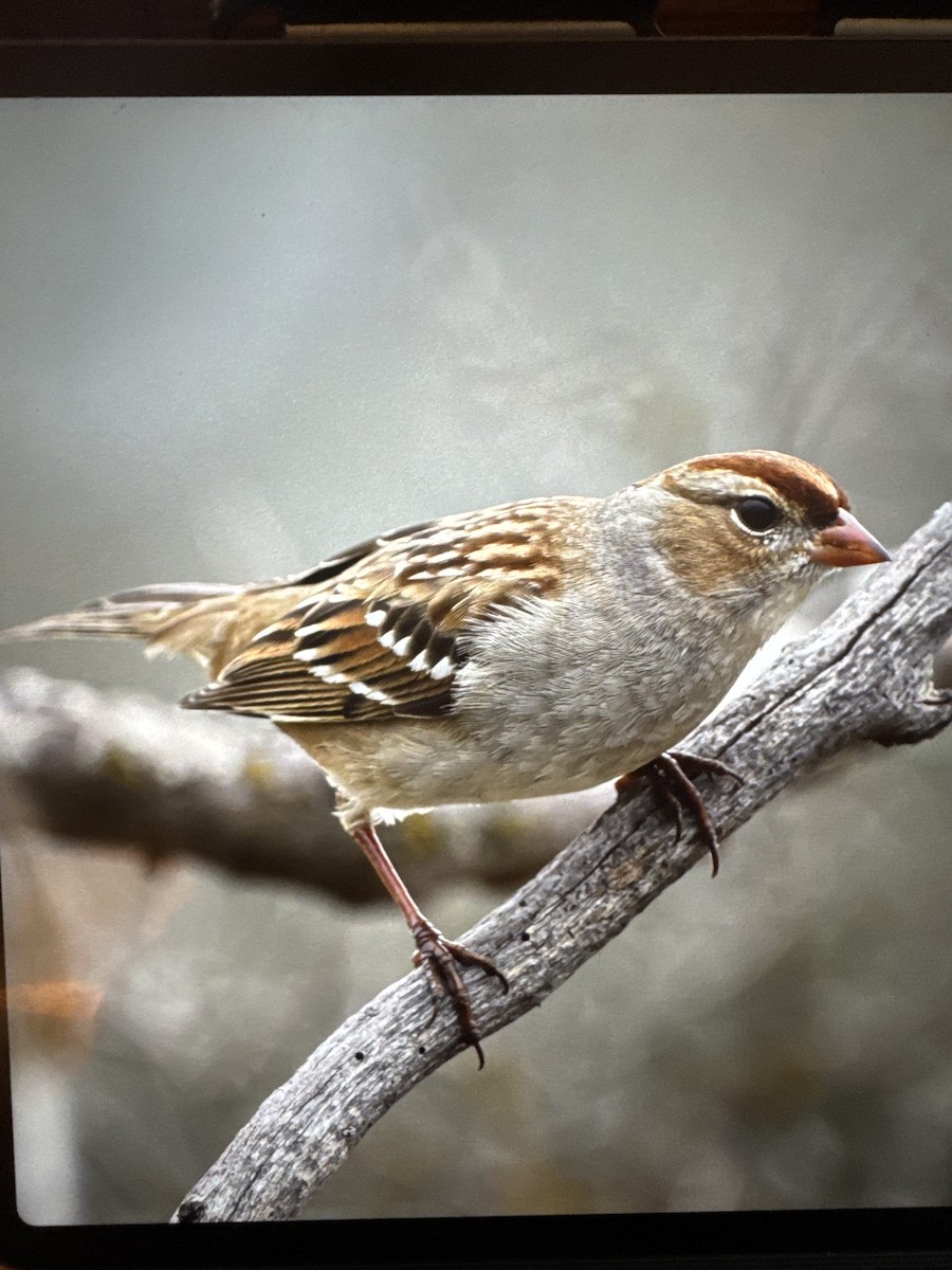 Porsuk Serçesi - ML647788713