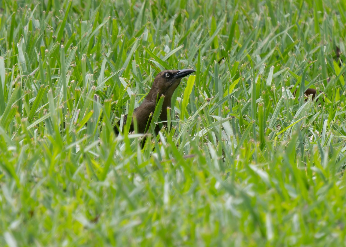 Great-tailed Grackle - ML647788721