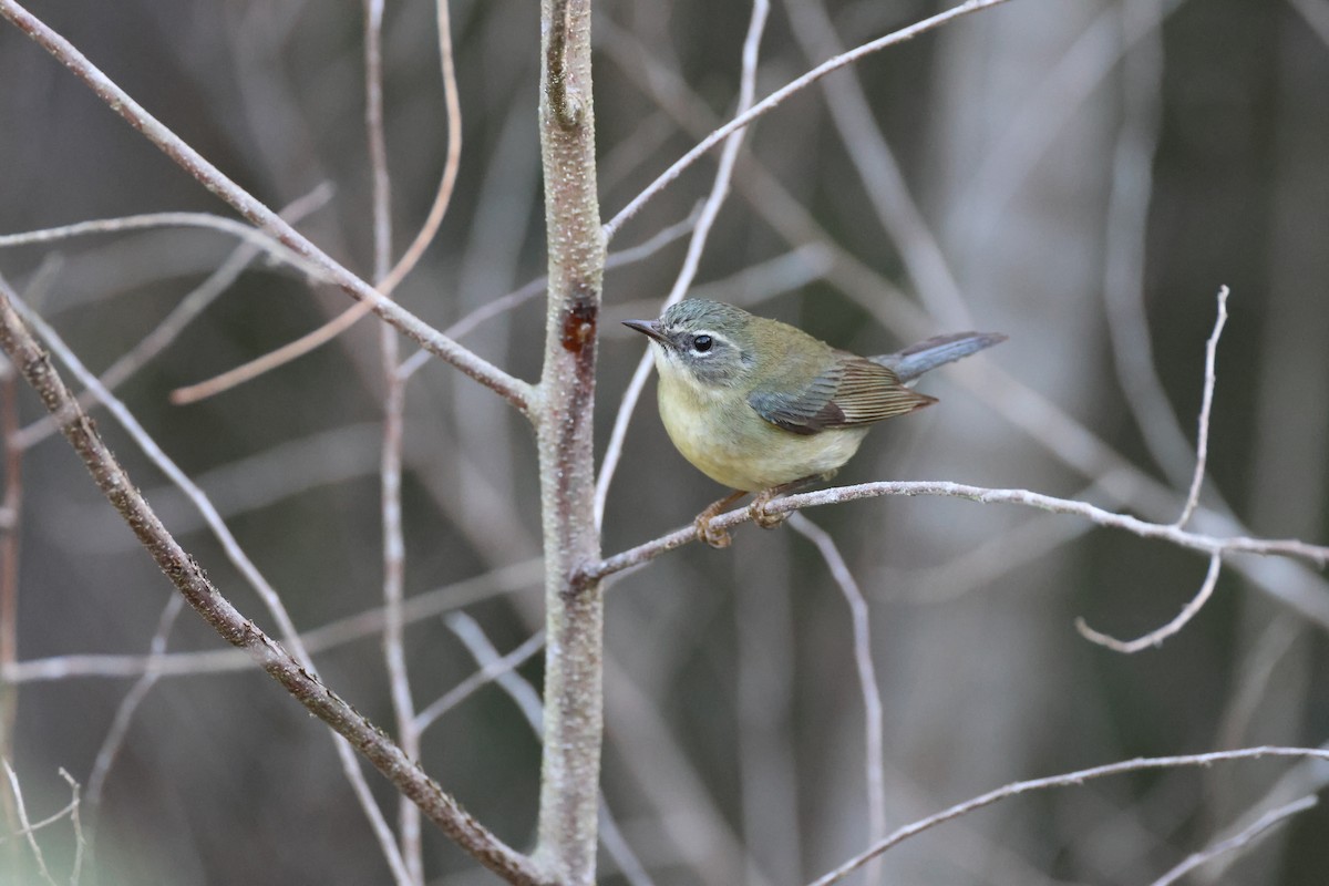 lesňáček modrohřbetý - ML647788723