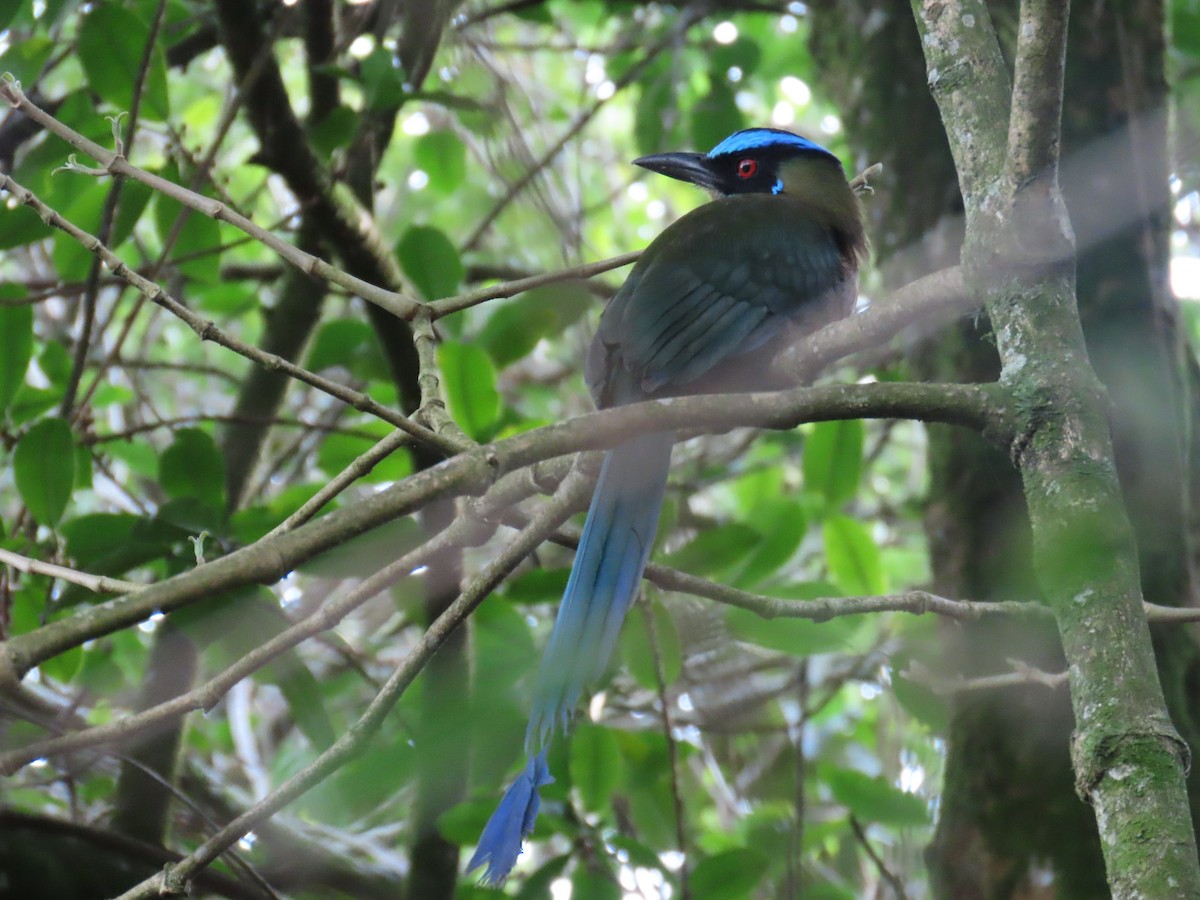 Andean Motmot - ML647788726
