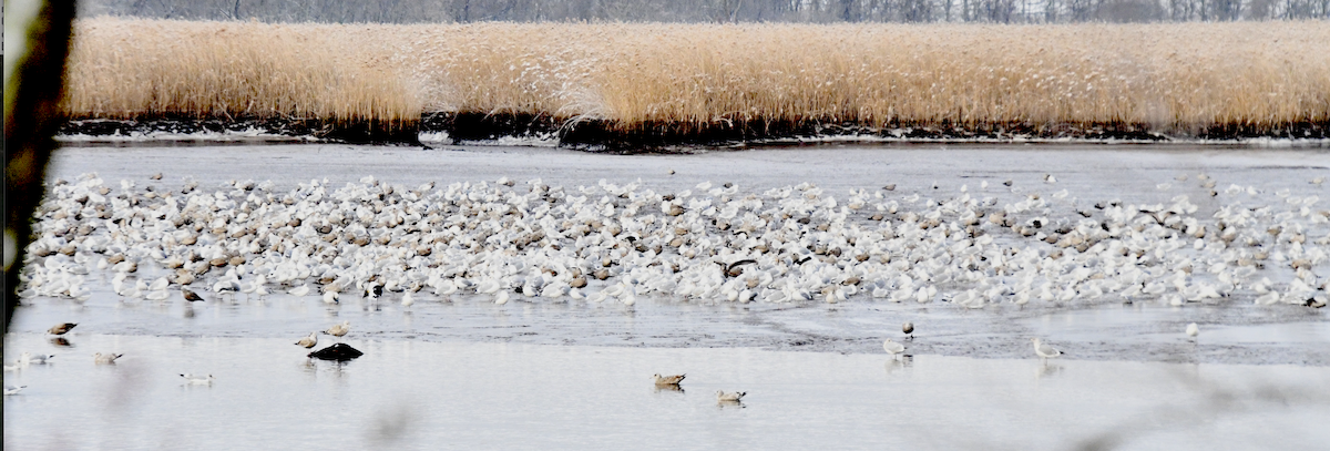 American Herring Gull - ML647788734