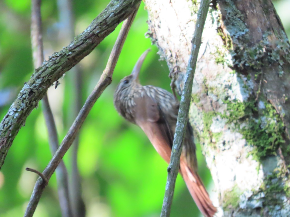 Streak-headed Woodcreeper - ML647788736