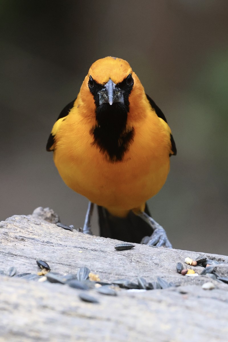 Altamira Oriole - ML647788745