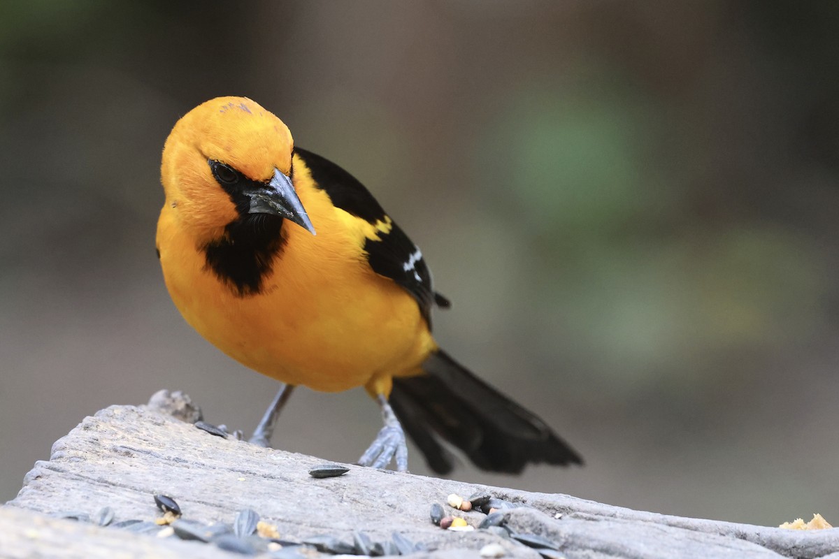 Altamira Oriole - ML647788747