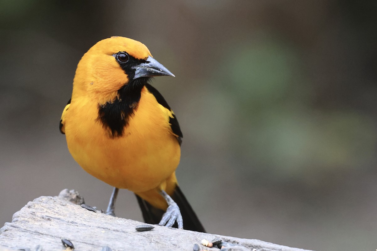 Altamira Oriole - ML647788748