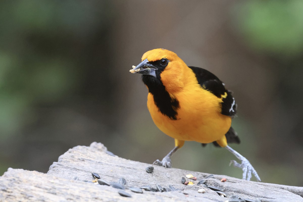 Altamira Oriole - ML647788749