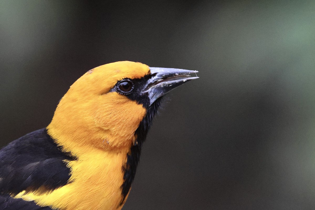 Altamira Oriole - ML647788750