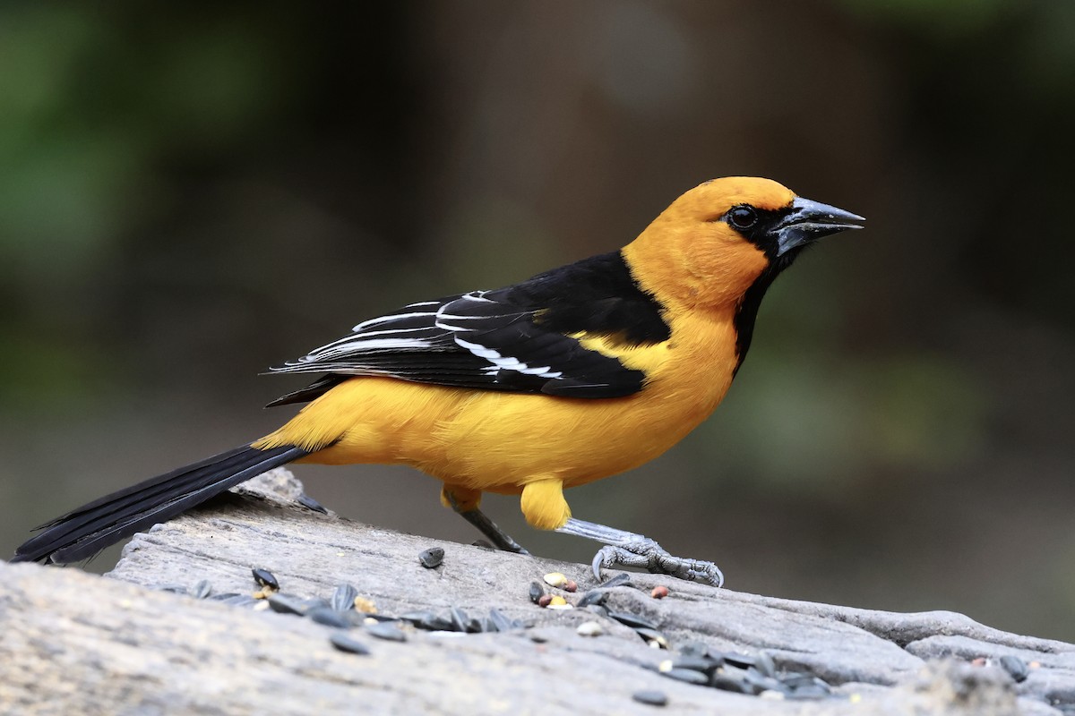 Altamira Oriole - ML647788751