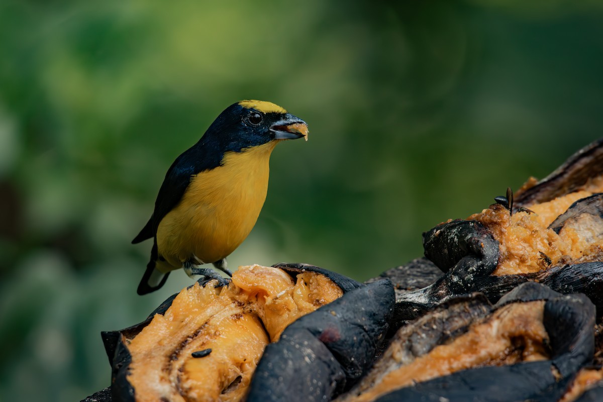 Kalın Gagalı Öfonya - ML647788752