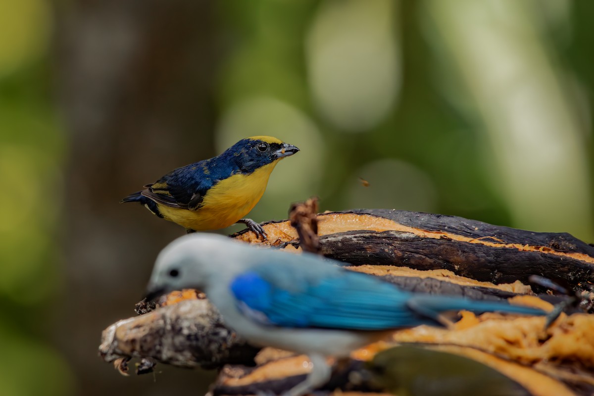 Kalın Gagalı Öfonya - ML647788753